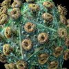 Найден белок, блокирующий размножение ВИЧ