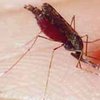 Ученые заявили об успешных испытаниях вакцины от малярии