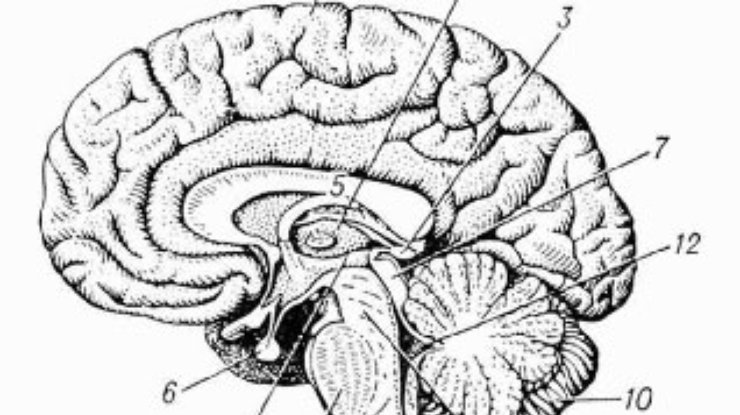 Ученые научились предсказывать реакции мозга на слова