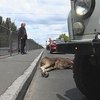 Молодой лось стал жертвой ДТП в Киеве