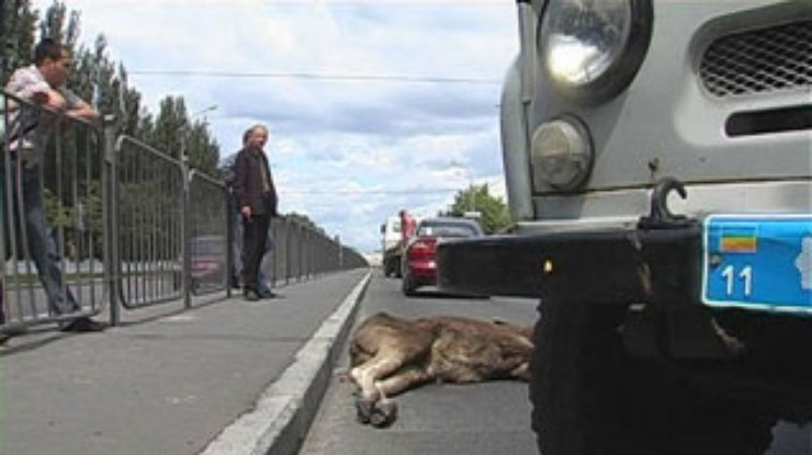 Молодой лось стал жертвой ДТП в Киеве