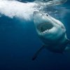 Чипы помогут установить причины агрессии акул