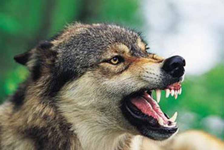 Бешеный волк искусал 6 людей под Харьковом