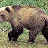 В Румынии голодные медведи пришли в ресторан