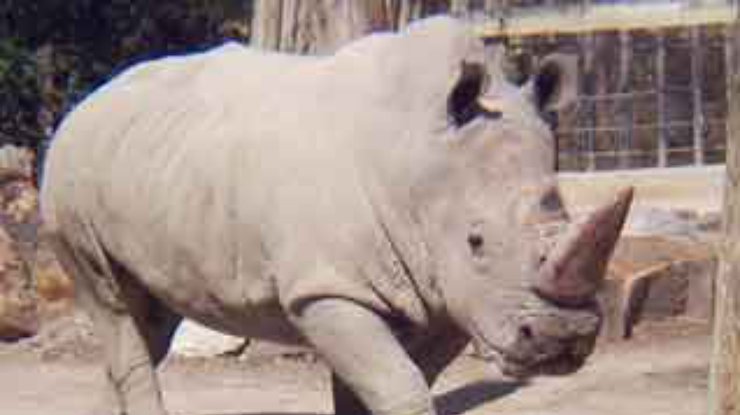 Последние четыре особи белого носорога под угрозой уничтожения