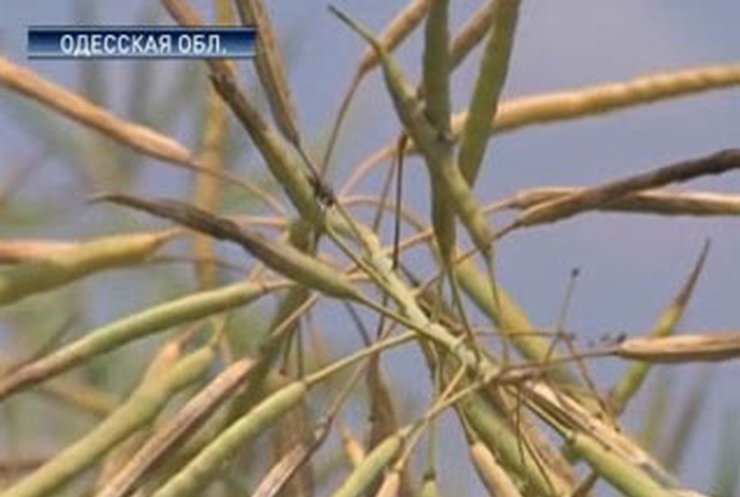 "Рапство": Угроза будущим урожаям