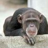 Испанский парламент предоставил обезьянам права человека