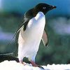 Популяция пингвинов сокращается из-за глобального потепления