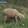 Бешеная волчица покусала 4 жителей Донецкой области