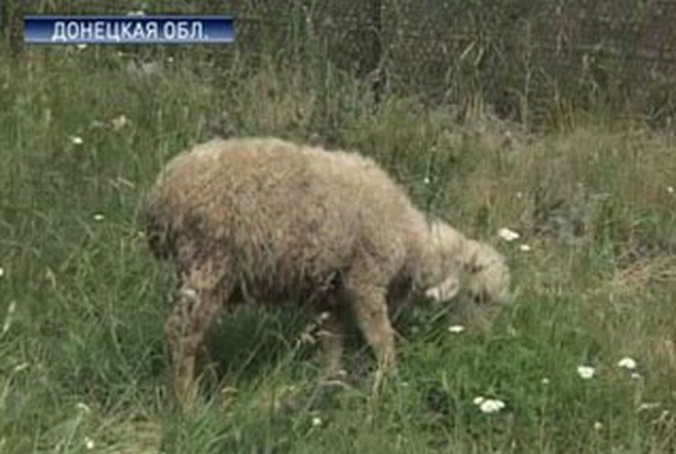 Бешеная волчица покусала 4 жителей Донецкой области