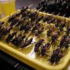 Итальянский музей кормит посетителей насекомыми