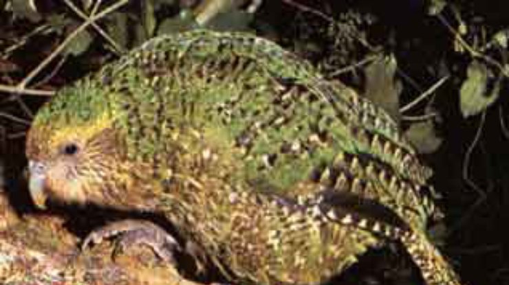 Попугай какапо. Хищный попугай кеа. Попугай какаду домашний. Птица какапо новая зеландия. Попугай который умел летать.