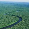 К 2030 году половина тропических лесов Амазонки исчезнет