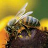 Пчелиный яд – эффективный антибиотик