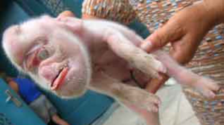 В Китае свинья родила поросенка с головой обезьяны