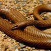 Индианка благополучно пережила 70 укусов ядовитых змей