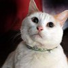 Нашлась хозяйка гигантского американского кота