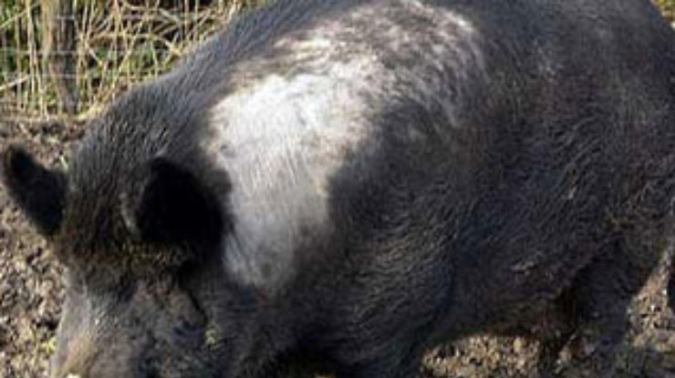 Африканская свиная чума свирепствует в Северной Осетии