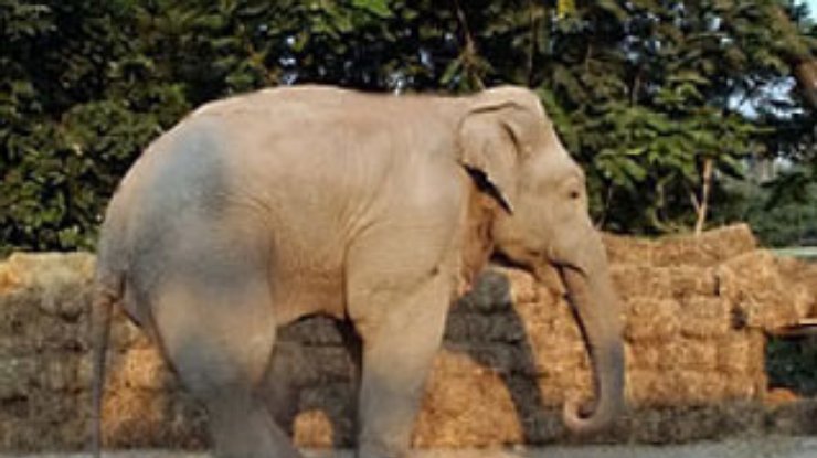 В Одессе прооперировали слона