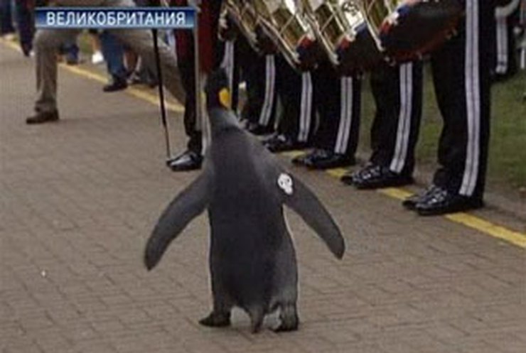 В Шотландии пингвина посвятили в рыцари
