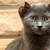 В Великобритании живет кот с двумя парами ушей