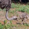 В киевском зоопарке вылупились страусята