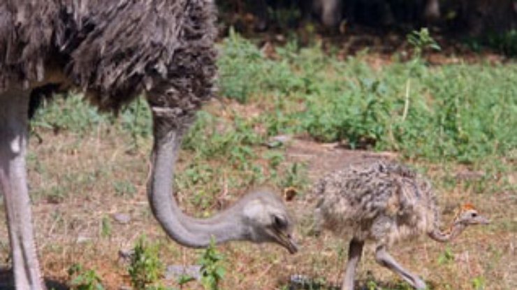 В киевском зоопарке вылупились страусята