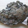 Найдены останки беременной черепахи, жившей 75 миллионов лет назад