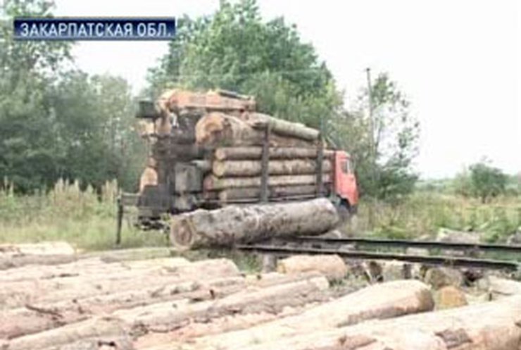Половина лесопилок Закарпатской области работают нелегально