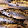 98% рыбной продукции не соответствует нормам в Украине
