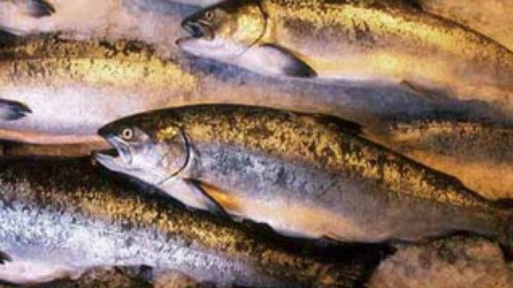 98% рыбной продукции не соответствует нормам в Украине