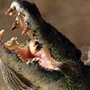 В Австралии мальчик скормил крокодилу других обитателей зоопарка