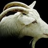 В России открылся музей козла