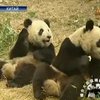 Панда как элемент большой политики