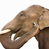 В Кении слон отправляет людям SMS