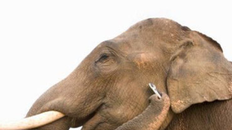 В Кении слон отправляет людям SMS