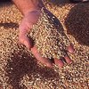 Высокий урожай привел к снижению цен на зерно