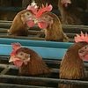 Ученые снова утверждают, что создали вакцину против птичьего гриппа