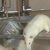 Подопытный... манекен!