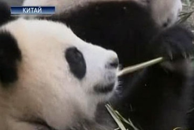 Китайские панды чувствуют себя хорошо