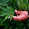 Жители Массачусетса и Мичигана высказались за марихуану