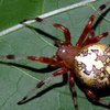 Исследование: Укус ядовитого паука спасает от импотенции