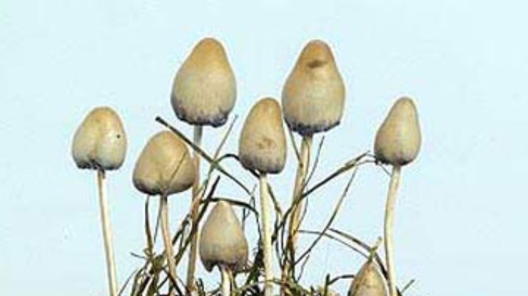 В Нидерландах полностью запретили галлюциногенные грибы