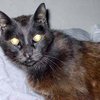 Пропавший 13 лет назад кот вернулся к хозяевам