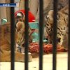 Уссурийских тигрят показали в Киевском зоопарке
