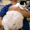Самого толстого британского кота посадили на диету
