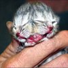В Австралии родился котенок с двумя головами