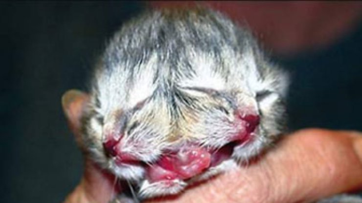 В Австралии родился котенок с двумя головами
