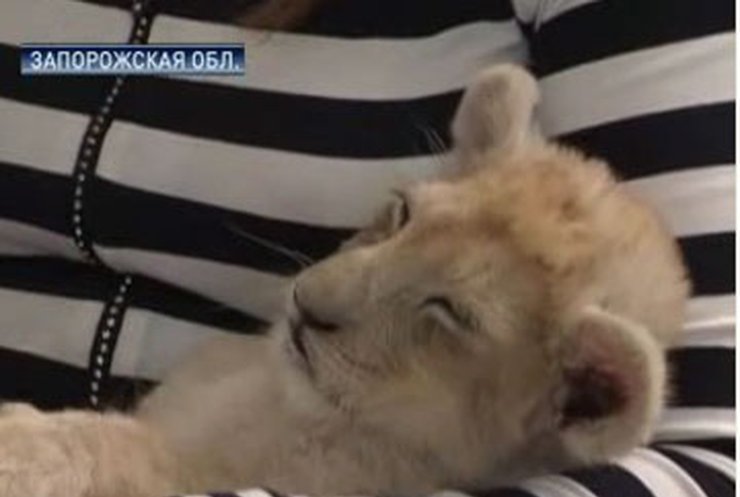В Бердянске родились два белых львенка