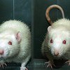 Ученые восстановили клетки сетчатки у живых мышей